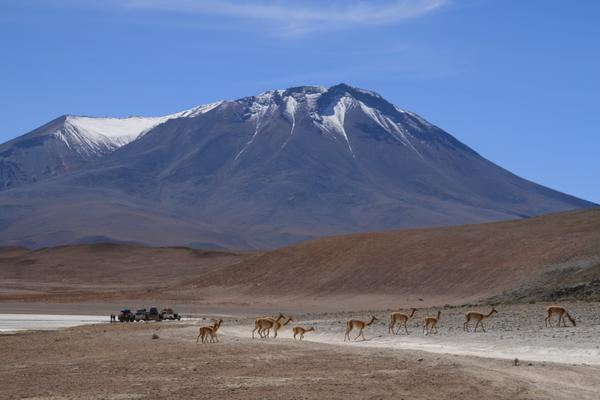 Vicunars crossing (brothers of Llamas) 