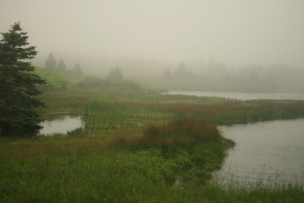 Fog rolls in over the marsh