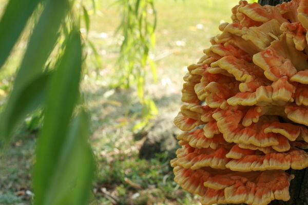 Strange fungus on a tree