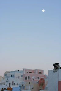 A dog wakes up in Oia