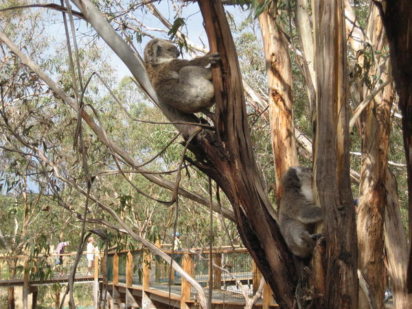 Koalas 3
