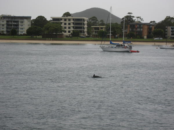 Dolphin spotting Nelson Bay