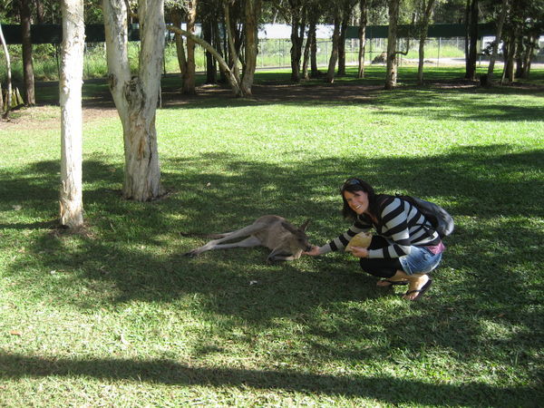 Aoilo feed Kangaroo at Steve Irwins Zoo