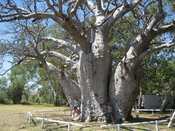 Boab tree, aoileann and Sandra