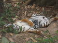 Sleeping tiger at waterfall