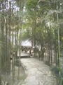 Lots of bamboo at the compounds creates a sense of peace
