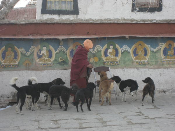 Dogs at Pelkor Chode Monastery 