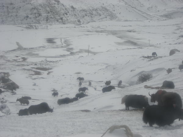 Yaks...what they are eating, I have no idea b/c there is nothing around