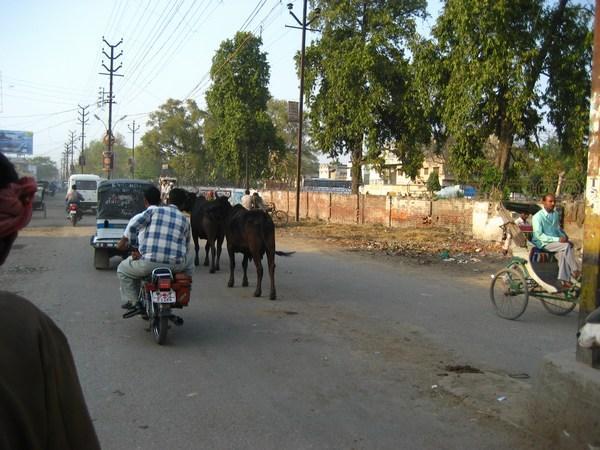 A typical street in Varanasi... on a less busy day