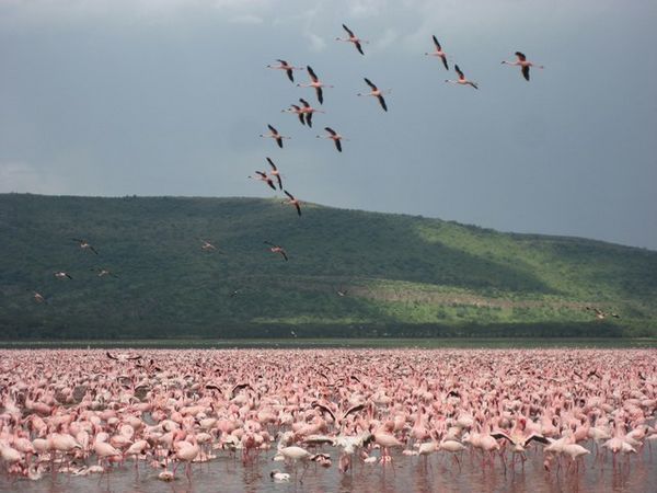 2+ million flamingos