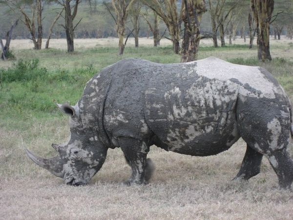 White rhino after a mud fight