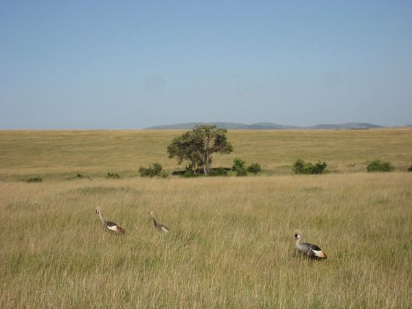 in the savanna grass | Photo