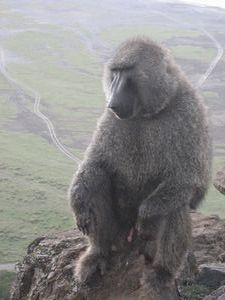 one happy baboon... note the (little) excitement b/t his legs