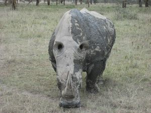 White rhino after a mud fight