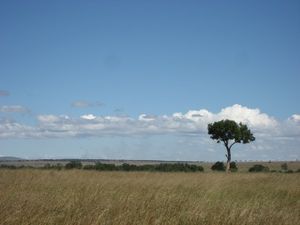 savanna plains