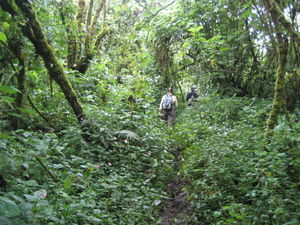 walking through the dense vegetation