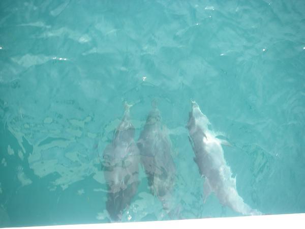 The friendly dolphins