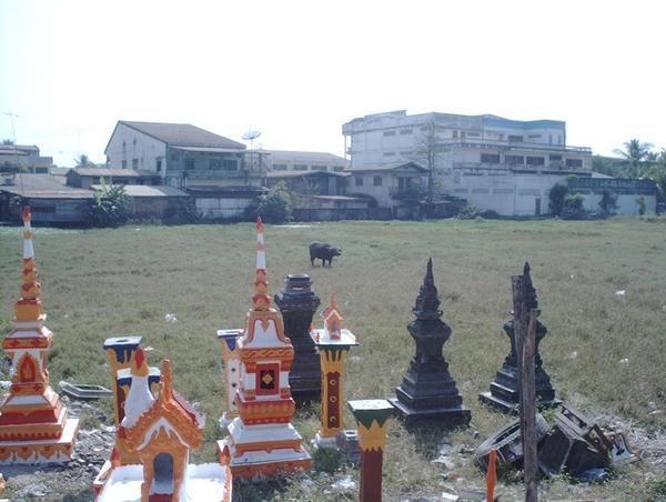 waterbuffalo at the stupa workshop