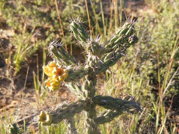 cholla in bloom