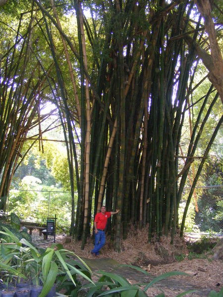 bamboo in the garden