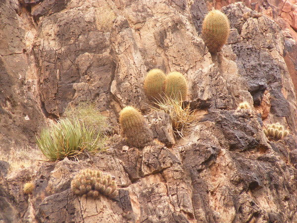 barrel cactus