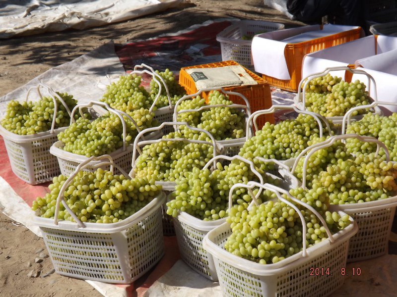 Turpan is famous for grapes - they are literally everywhere 