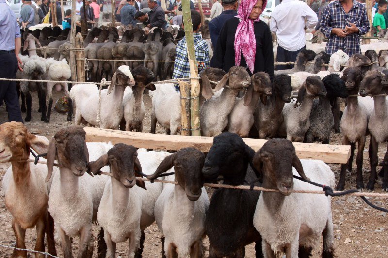 Goats waiting to be selected