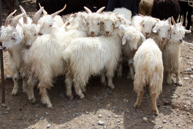 Goats waiting their turn