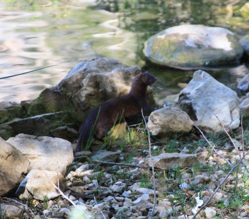 One of the little minks we spotted at Lake Sary  Chelek