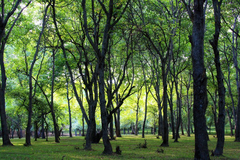 Arslanbob - Spooky Walnut Forest