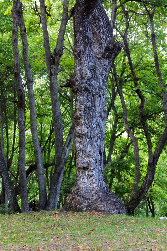 Arslanbob - Ancient walnut tree 
