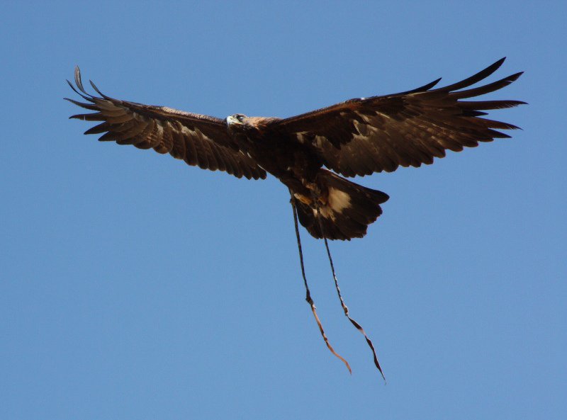 Eagle graceful in flight