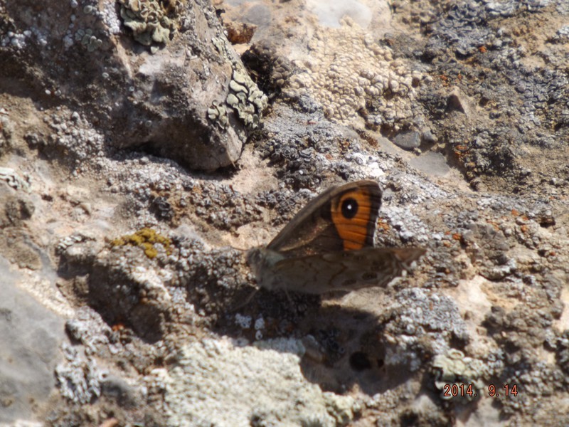 Mountain Erebus butterfly