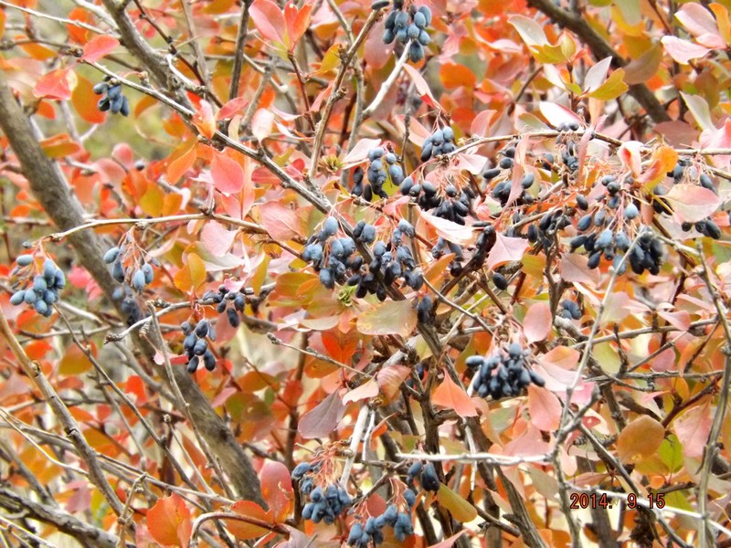 Berberis berries 