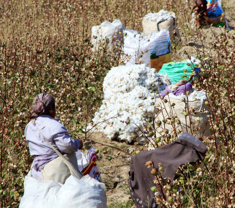 Cotton picking Uzbekistan