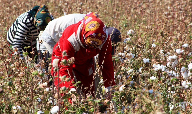 Cotton picking Uzbek style 