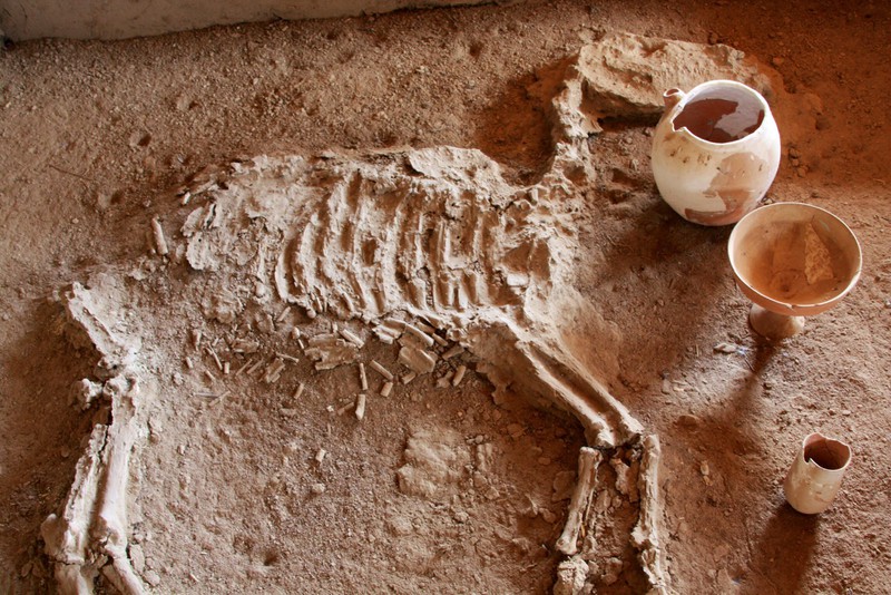 Gonur Depe - horse Skelton fossilised 