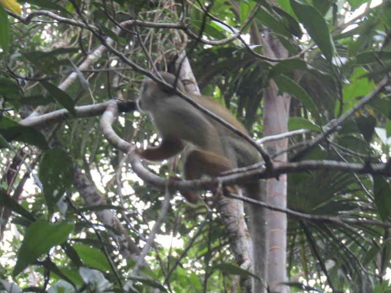 A capuchin monkey