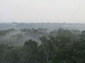 Misty Rainforest at Dawn