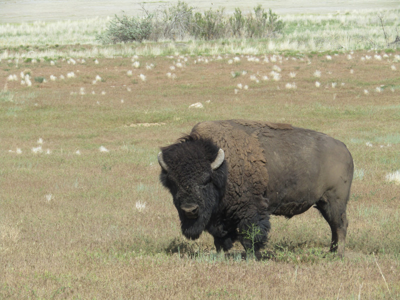Bison Grazing on Antelope Island