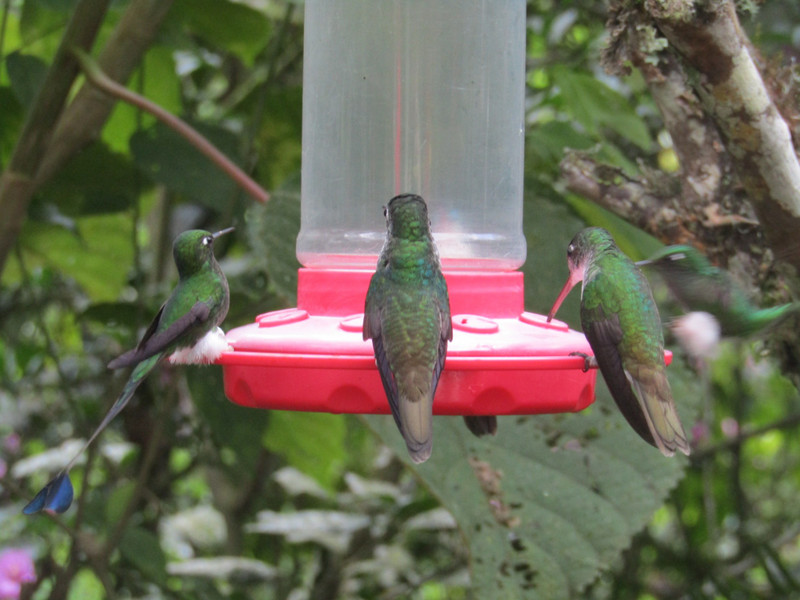 Hummingbirds Feeding