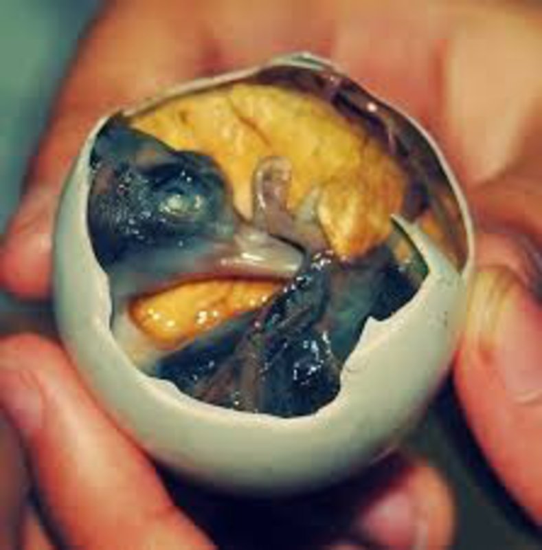 Balut. Yes I ate this