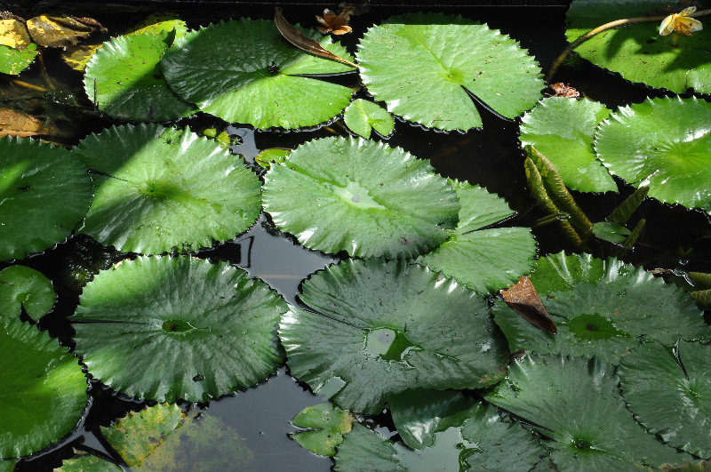 Water lilies in temple pool