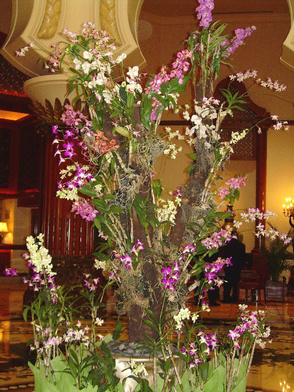 Orchids at Palace of Golden Horses