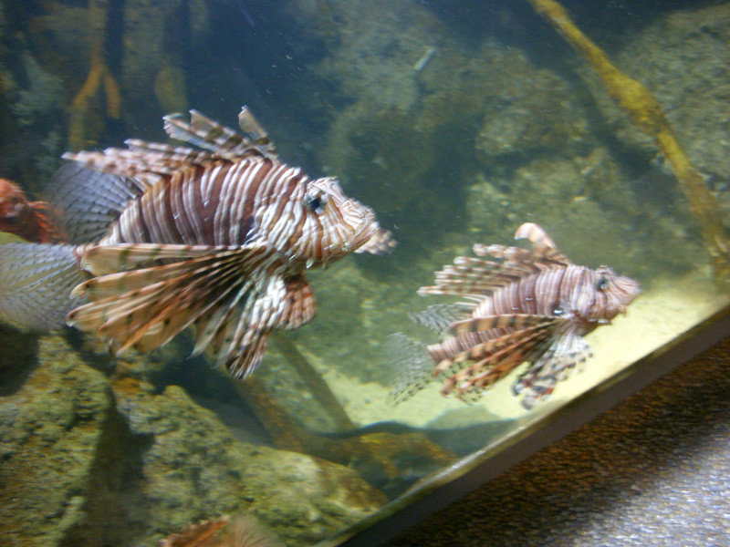 Lionfish at KLCC Aquaria