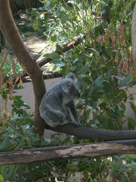 Koala :):)