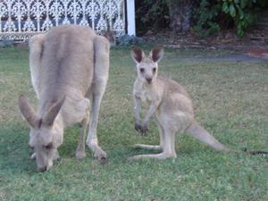 Kangaroo and joey!