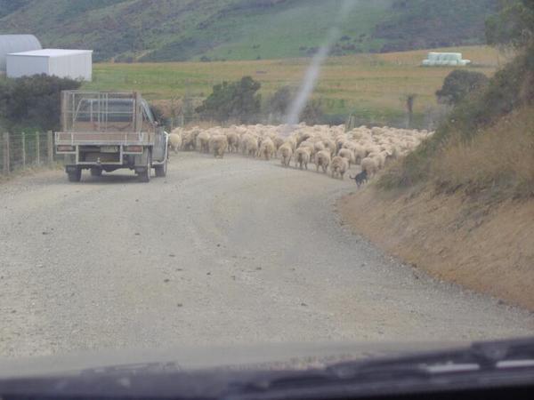 Typical New Zealand Road Block on our way to Cathedral Caves!