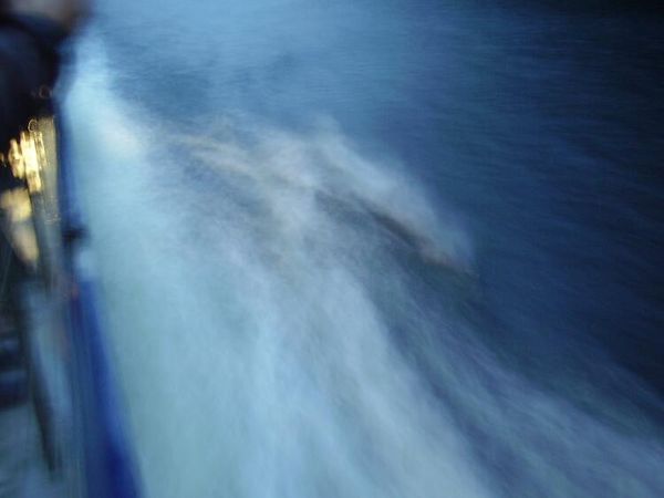 Dolphins playing in the wake.