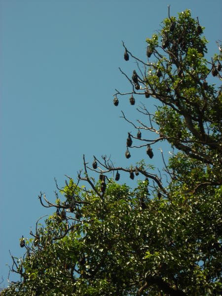 Bats in the Botanics